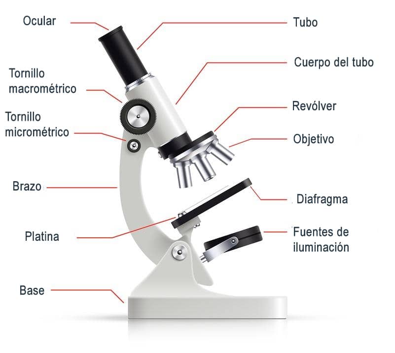 Microscopios ópticos